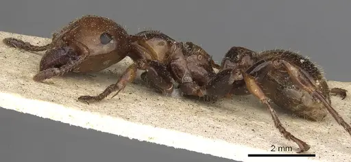 Podomyrma femorata - CASENT0901388