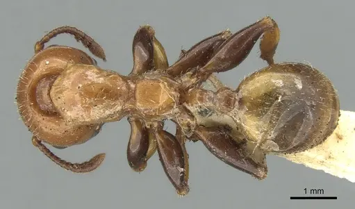 Podomyrma femorata - CASENT0906187