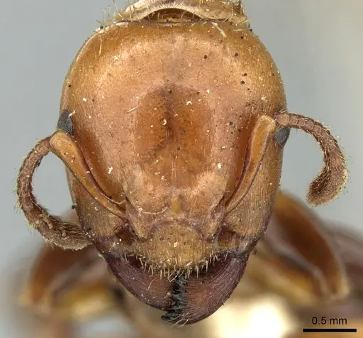 Podomyrma femorata - CASENT0906187