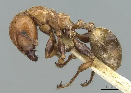 Podomyrma femorata - CASENT0906187