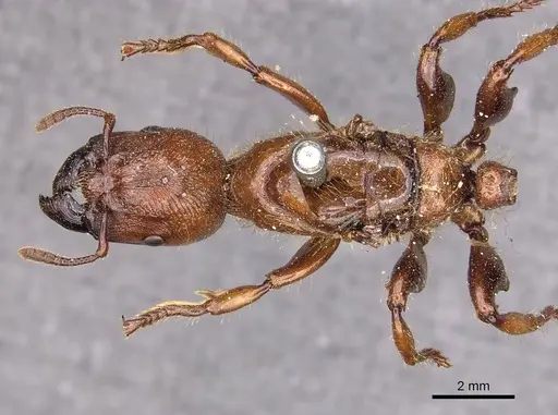 Podomyrma femorata - CASENT0908969