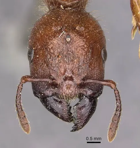 Podomyrma femorata - CASENT0908969