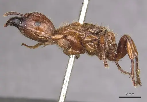 Podomyrma femorata - CASENT0908969