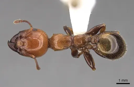 Podomyrma femorata - CASENT0922809