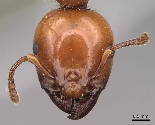 Podomyrma femorata - CASENT0922809