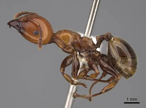 Podomyrma femorata - CASENT0922809