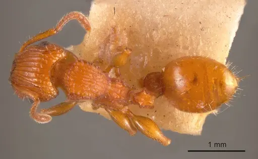 Podomyrma ferruginea specimen