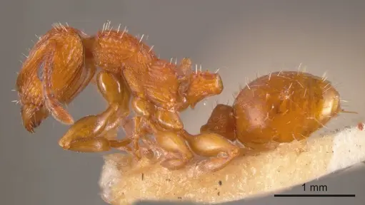 Podomyrma ferruginea specimen