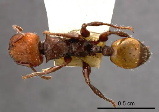 Podomyrma gastralis specimen