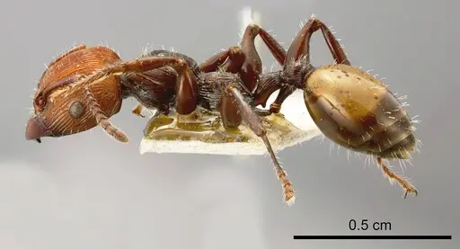 Podomyrma gastralis specimen