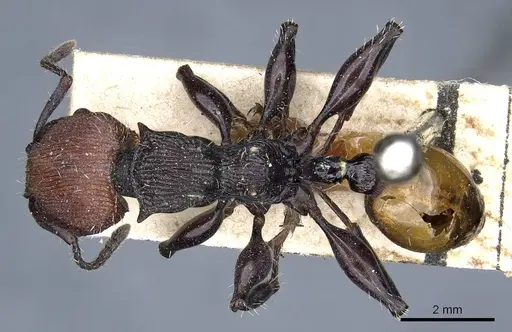 Podomyrma gastralis - CASENT0905751