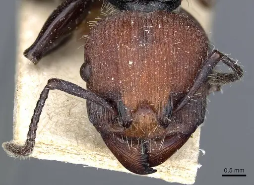 Podomyrma gastralis - CASENT0905751