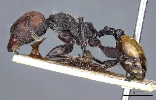 Podomyrma gastralis - CASENT0905751