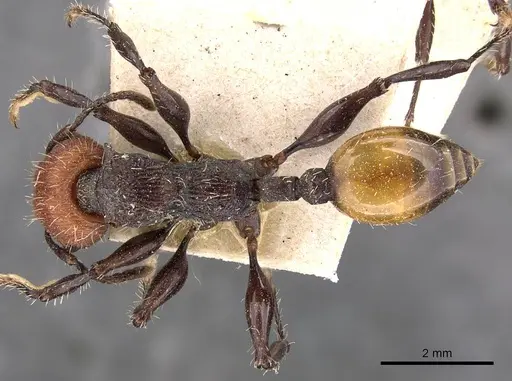 Podomyrma gastralis - CASENT0908979