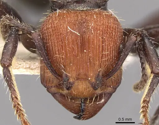 Podomyrma gastralis - CASENT0908979