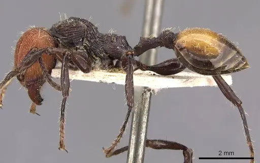 Podomyrma gastralis - CASENT0908979