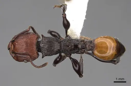 Podomyrma gastralis - CASENT0922814