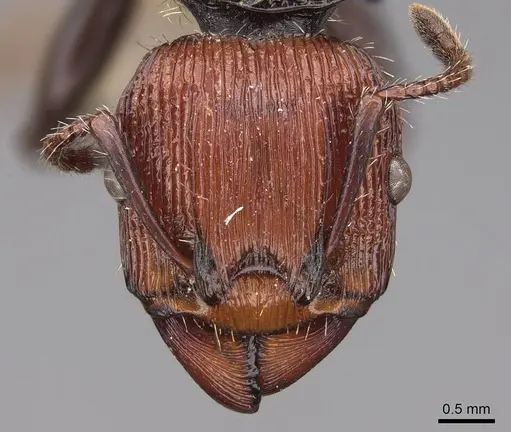 Podomyrma gastralis - CASENT0922814