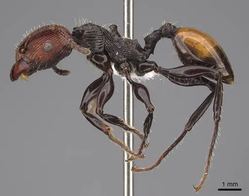 Podomyrma gastralis - CASENT0922814