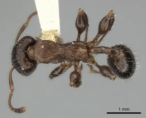 Podomyrma gibbula specimen