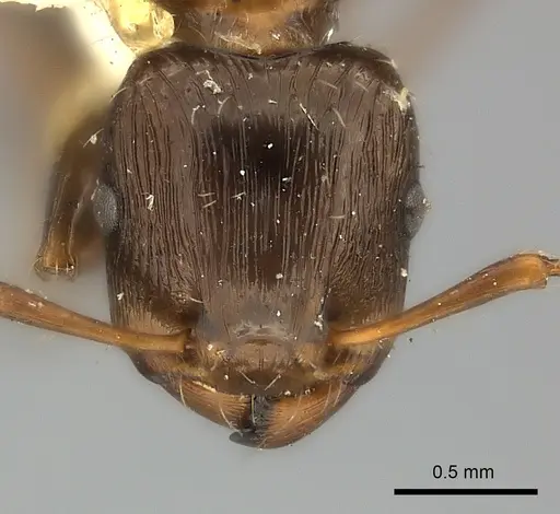 Podomyrma gibbula specimen