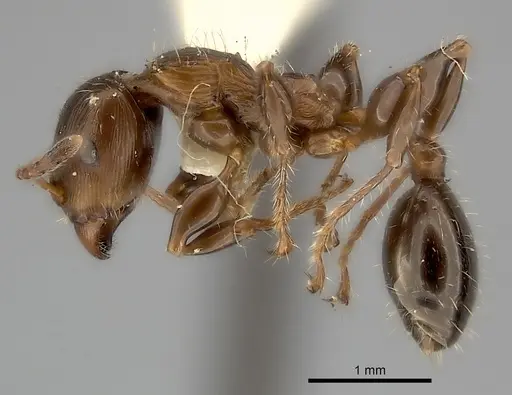 Podomyrma gibbula specimen