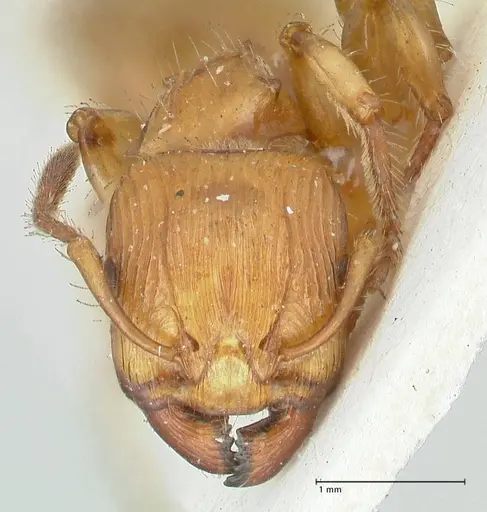 Podomyrma gibbula - FOCOL1978