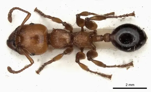 Podomyrma gratiosa specimen