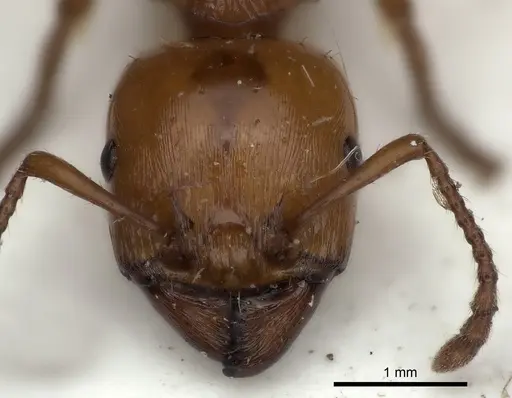 Podomyrma gratiosa specimen