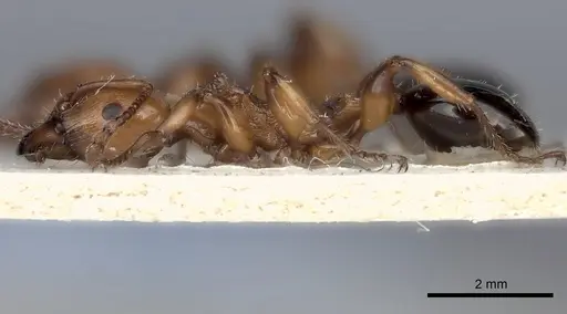 Podomyrma gratiosa specimen