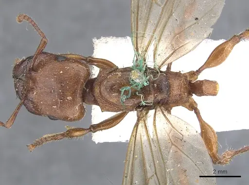 Podomyrma gratiosa - CASENT0902009