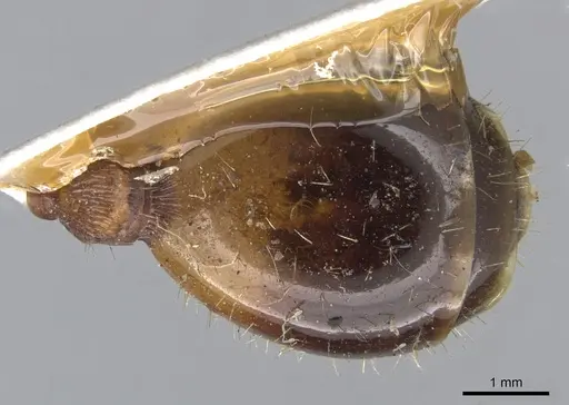 Podomyrma gratiosa - CASENT0902009