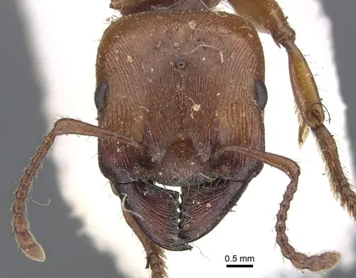 Podomyrma gratiosa - CASENT0902009