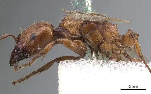 Podomyrma gratiosa - CASENT0902009