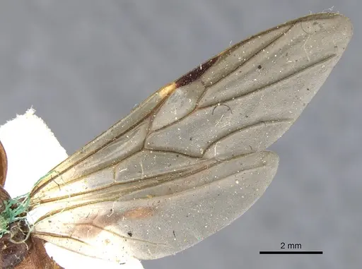 Podomyrma gratiosa - CASENT0902009