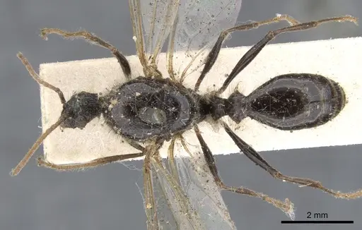 Podomyrma gratiosa - CASENT0902010