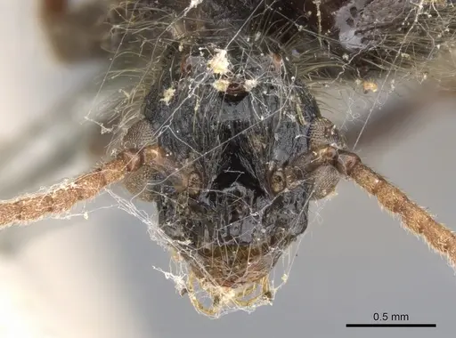 Podomyrma gratiosa - CASENT0902010