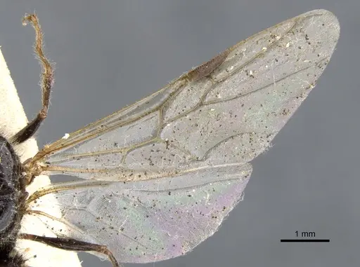 Podomyrma gratiosa - CASENT0902010