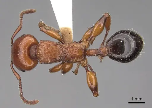 Podomyrma gratiosa - CASENT0922810