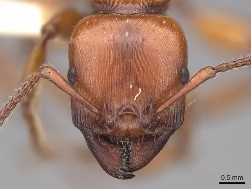 Podomyrma gratiosa - CASENT0922810