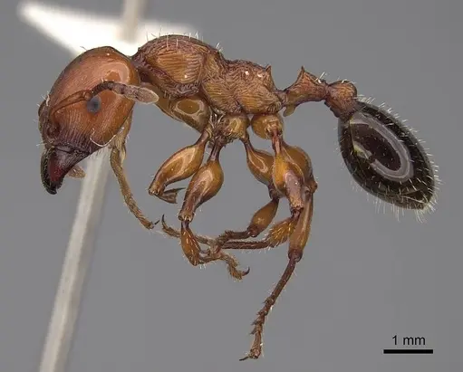 Podomyrma gratiosa - CASENT0922810