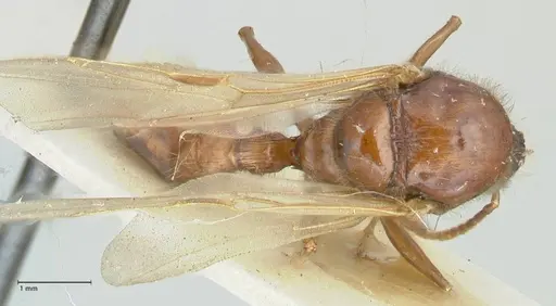 Podomyrma gratiosa - FOCOL1996