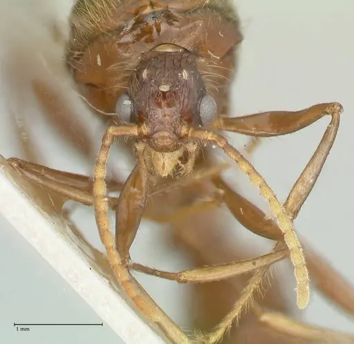 Podomyrma gratiosa - FOCOL1996