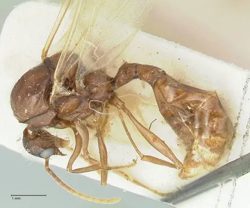 Podomyrma gratiosa - FOCOL1996