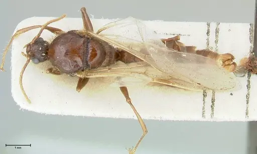 Podomyrma gratiosa - FOCOL1997