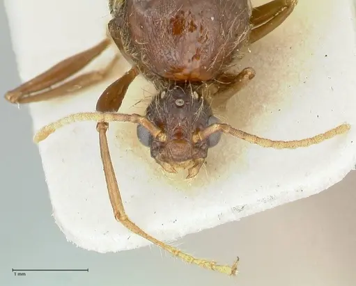 Podomyrma gratiosa - FOCOL1997