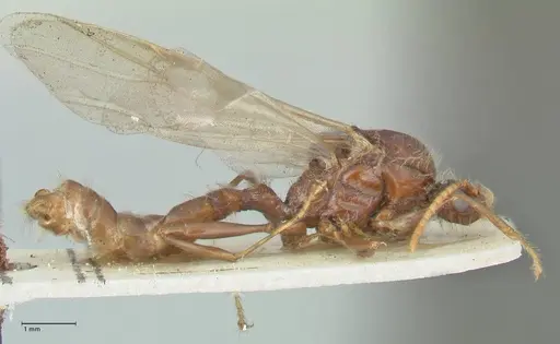 Podomyrma gratiosa - FOCOL1997