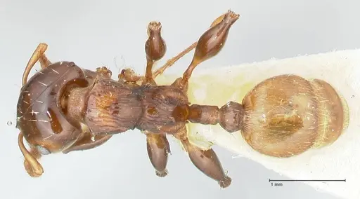 Podomyrma gratiosa - FOCOL1998