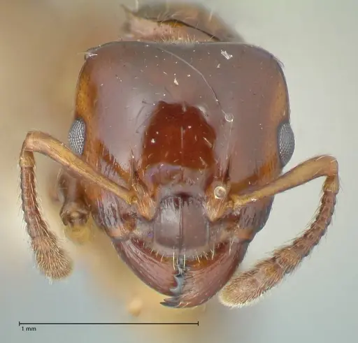 Podomyrma gratiosa - FOCOL1998