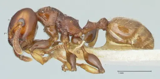 Podomyrma gratiosa - FOCOL1998